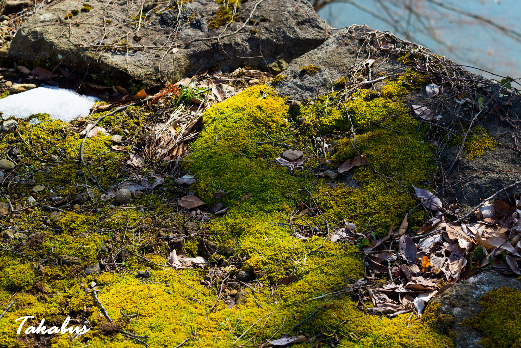 20260215_120748_会津・猪苗代_79