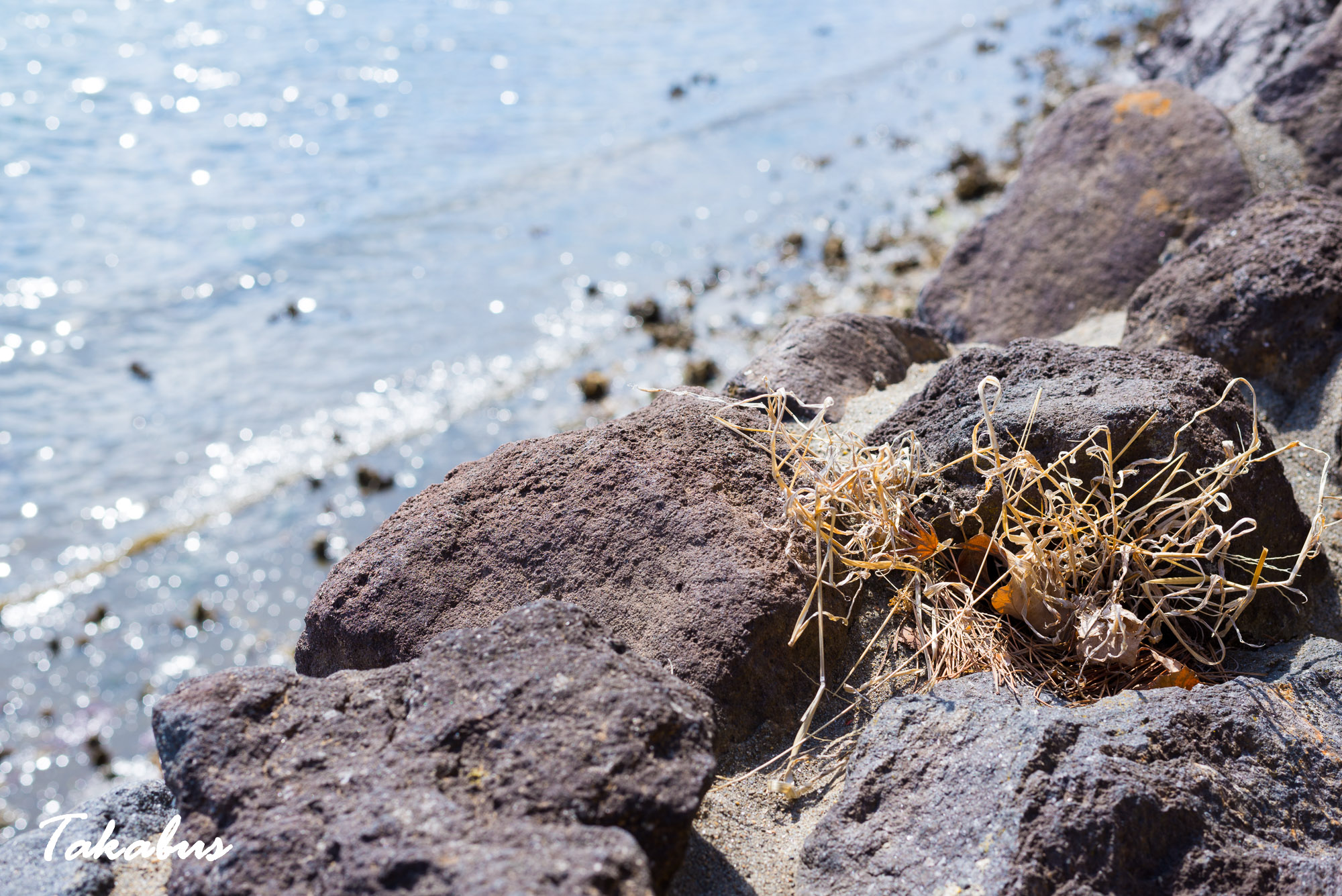 20260311_114749_高城町・松島_08